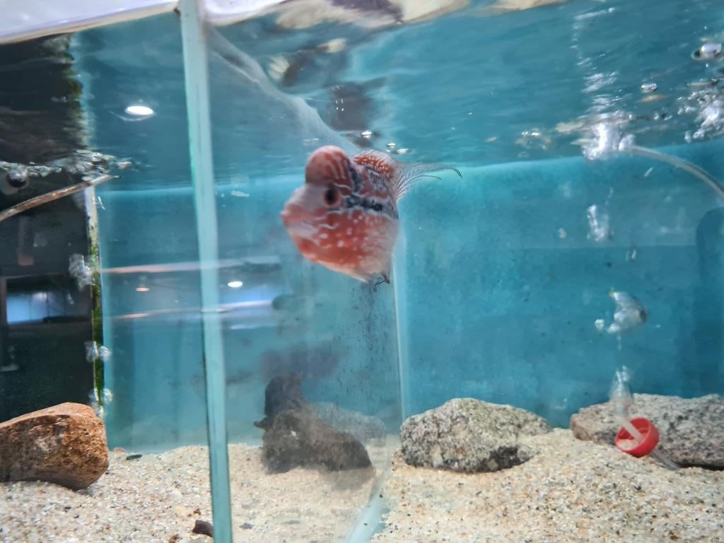 Flowerhorn Red Pearl Cichlide, Dieren en Toebehoren, Vis, Zoetwatervis