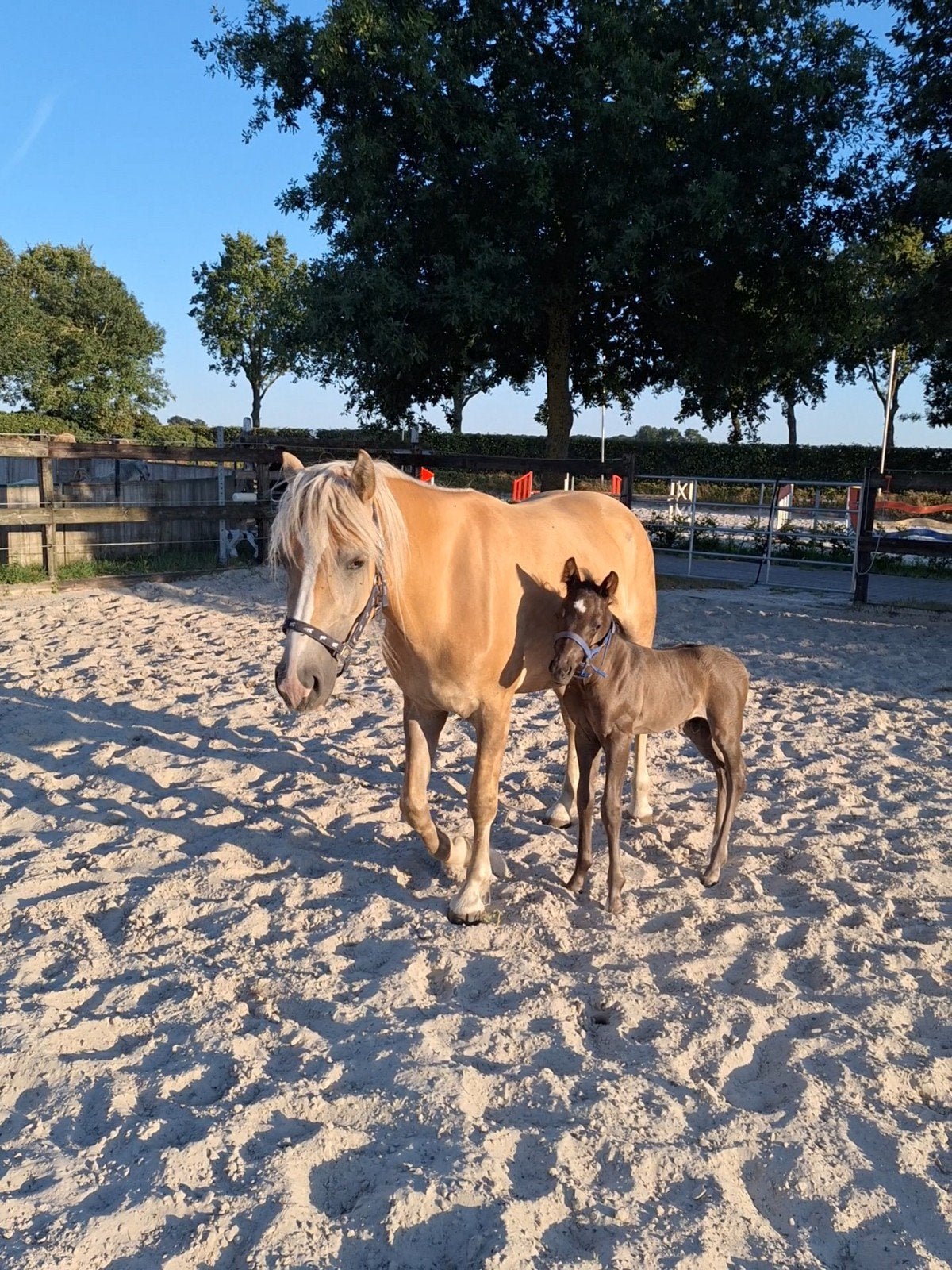 Haflinger pony merrie met hengst veulen, Eén persoon, 3 overnachtingen of meer