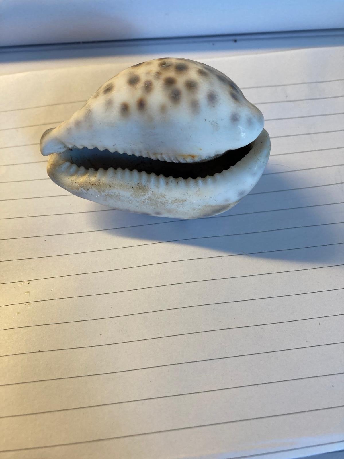 Set van 3 decoratieve schelpen: cowries, torenschelpen, Ophalen of Verzenden, Gebruikt