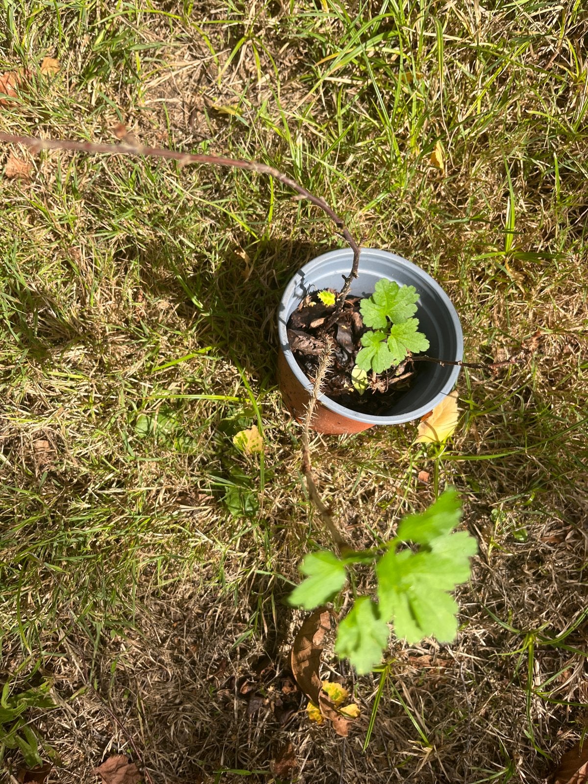 Kruisbessen planten (Kroezel) - Superfoods uit eigen tuin, Volle zon, Vaste plant, Ophalen of Verzenden, Fruitplanten