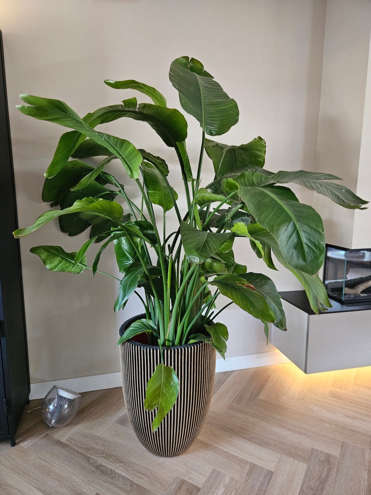 Grote pot met gratis plant (Intratuin, z.g.a.n.), Ophalen, Rond, Zo goed als nieuw, Aardewerk