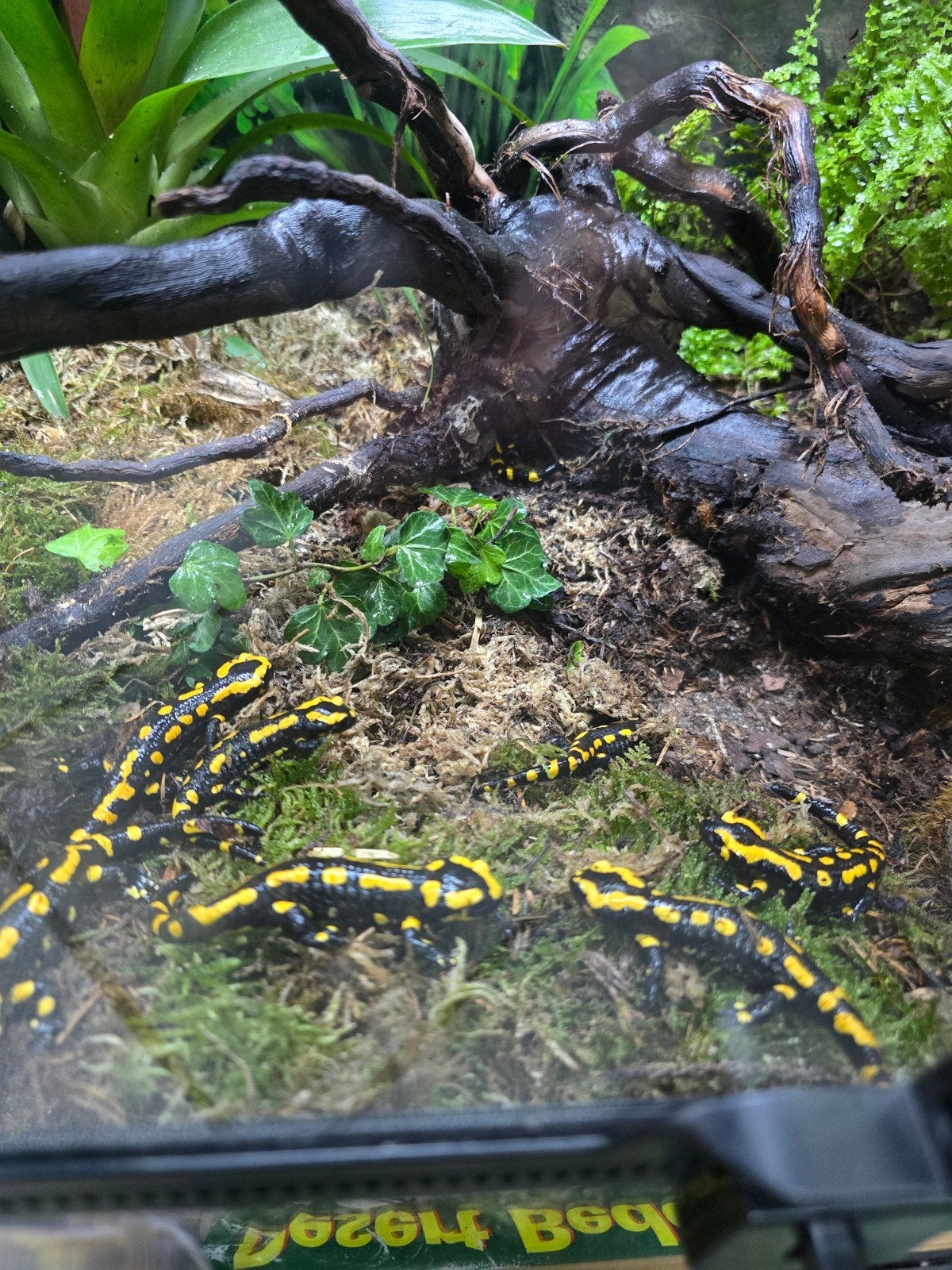 Vuursalamander (Salamandra salamandra) – NLNK 2025

Ben je o, Hagedis, 0 tot 2 jaar