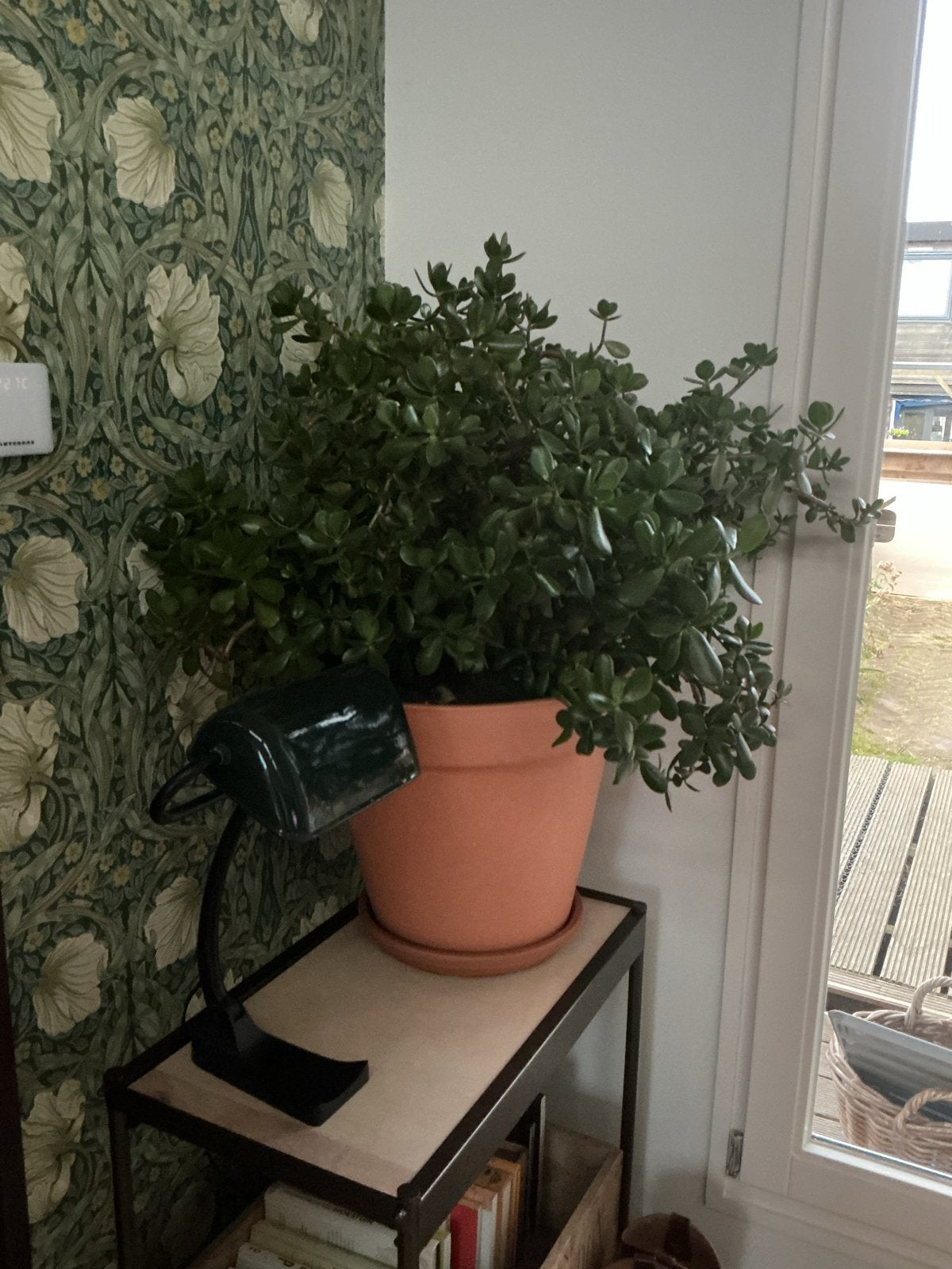Grote, gezonde vetplant in nieuwe pot, Ophalen, Halfschaduw, Minder dan 100 cm