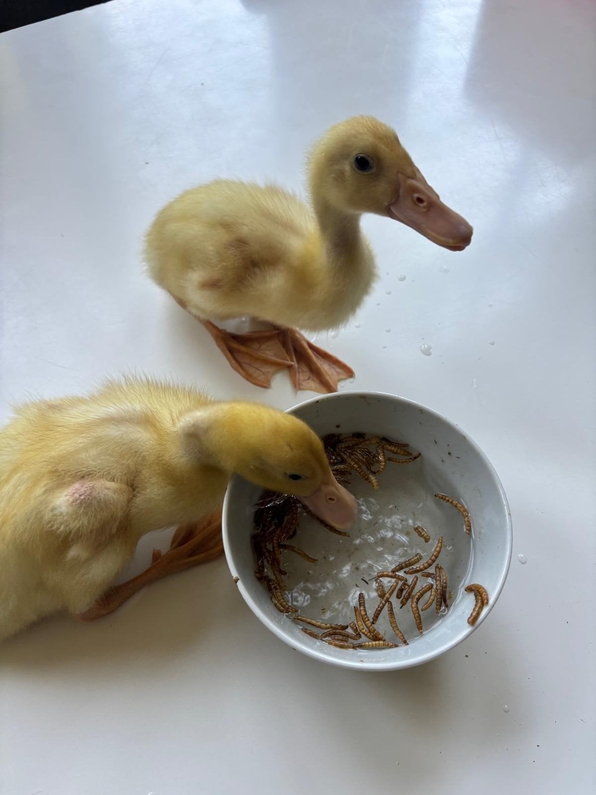 2 Loopenden kuikentjes gratis, Dieren en Toebehoren, Geslacht onbekend