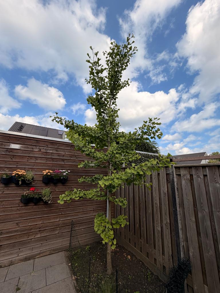 Boom te koop! Ginko Biloba / Japanse notenboom, Tuin en Terras, Planten | Bomen, Ophalen, Volle zon, Overige soorten