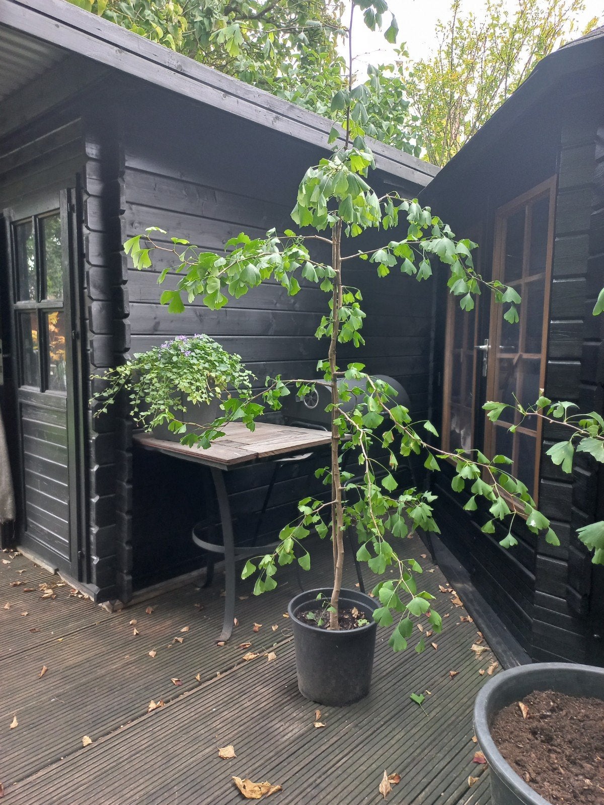 Ginkgo boom - 2 meter hoog, Bloeit niet, Overige soorten, 100 tot 250 cm, Ophalen