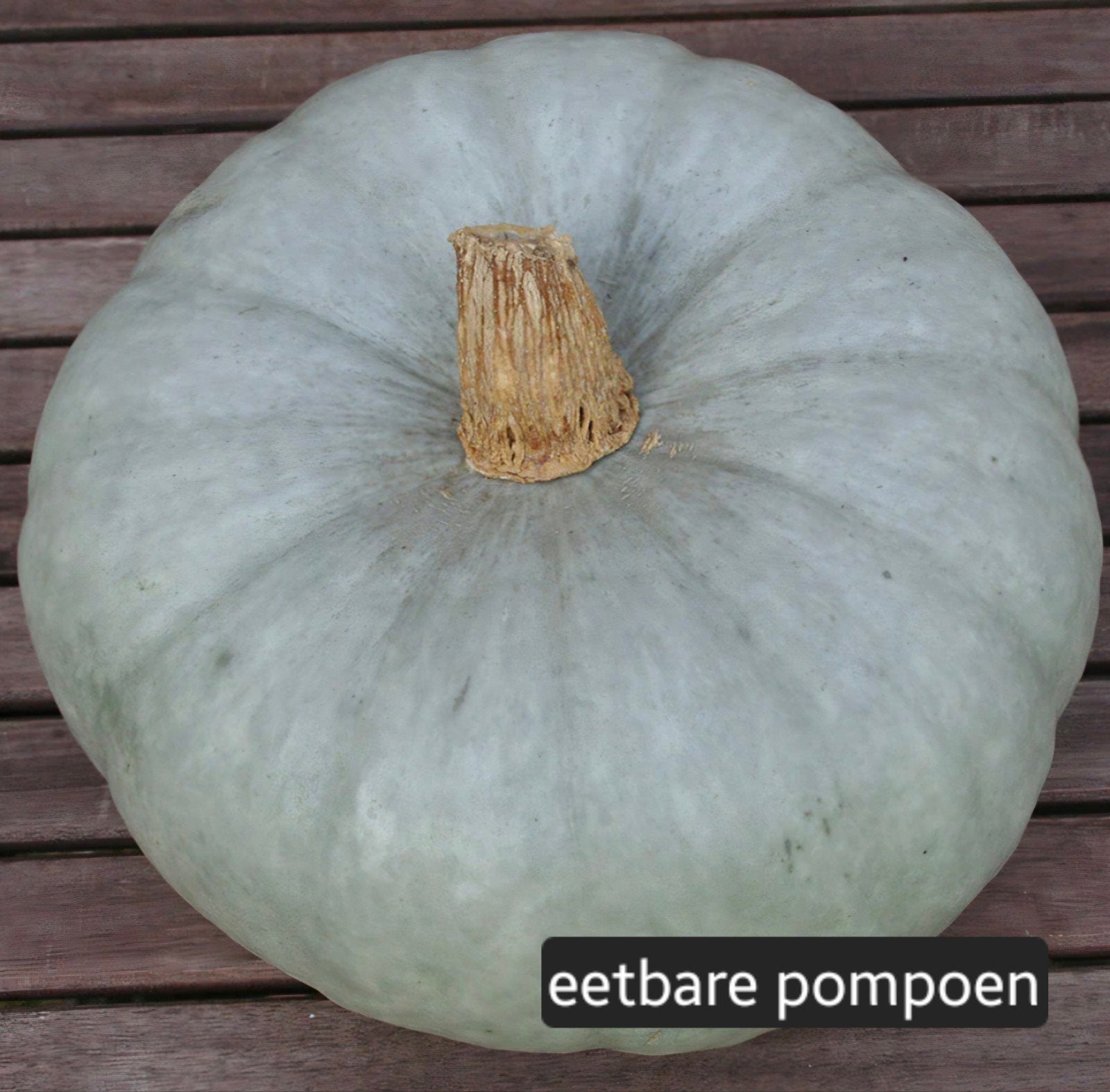 Grote eetbare pompoen plant- Ideaal voor soep en decoratie, Tuin en Terras, Ophalen, Overige soorten, Volle zon