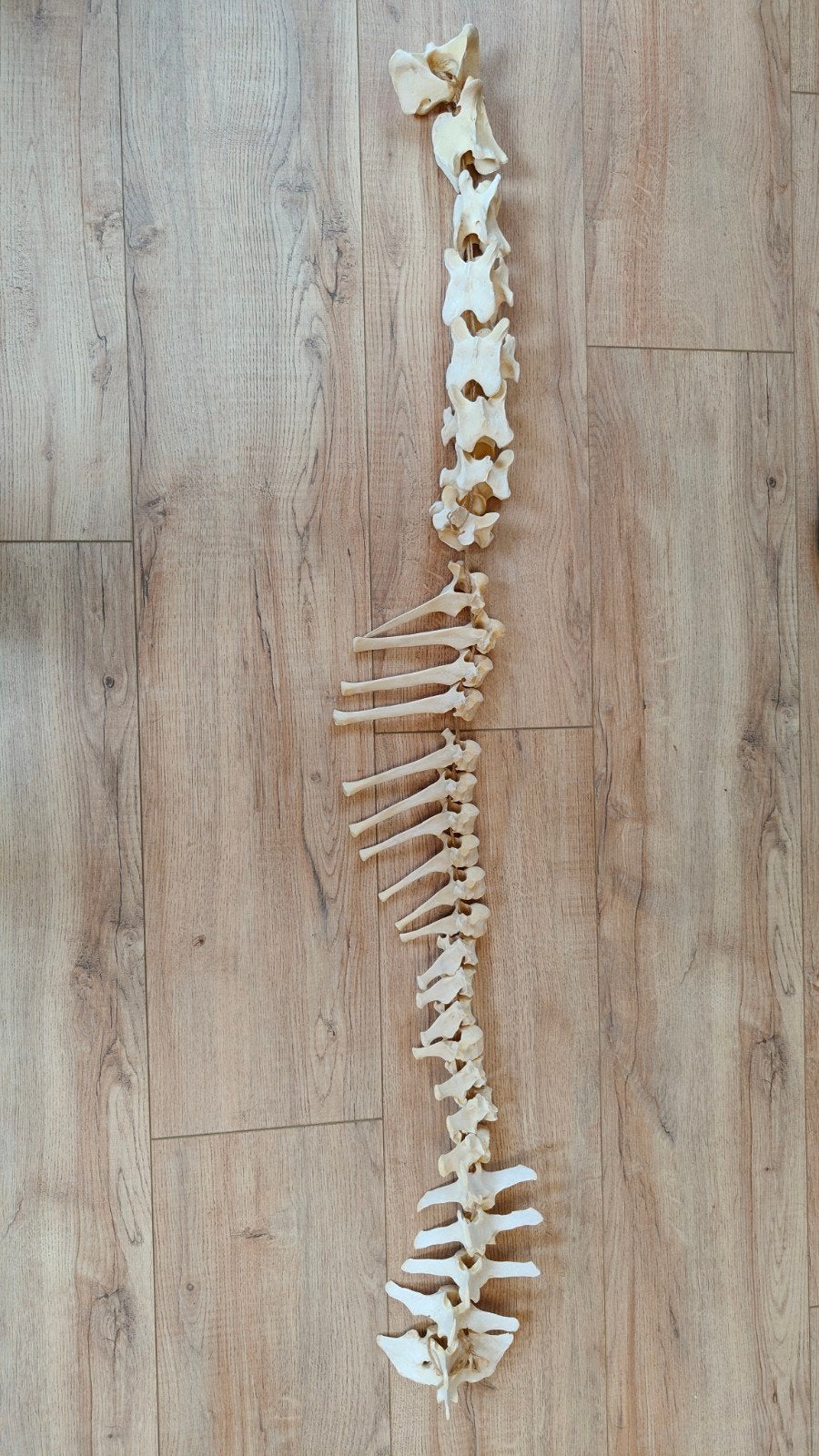 wervelkolom paard skelet, Ophalen, Zo goed als nieuw, Paard, Beeldje of Figuurtje