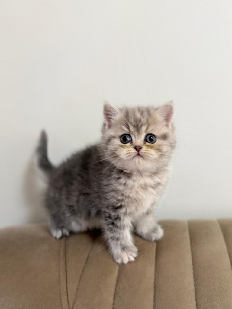2 Britse korthaar kittens te koop, Dieren en Toebehoren, Katten en Kittens | Overige Katten, Meerdere dieren