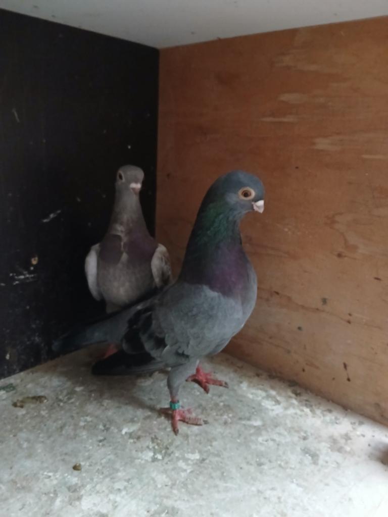 Te koop: 2 koppels figurita, Dieren en Toebehoren, Vogels | Duiven, Meerdere dieren, Overige soorten