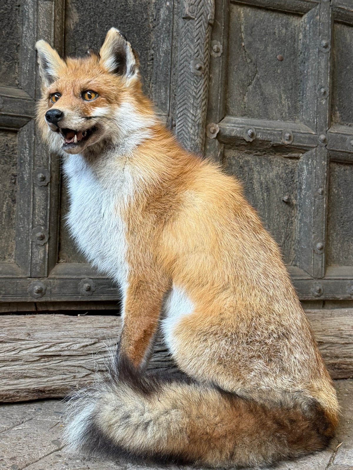 Opgezette Vos vossen opgezet nieuw taxidermie veluwe, Ophalen, Nieuw, Wild dier, Opgezet dier