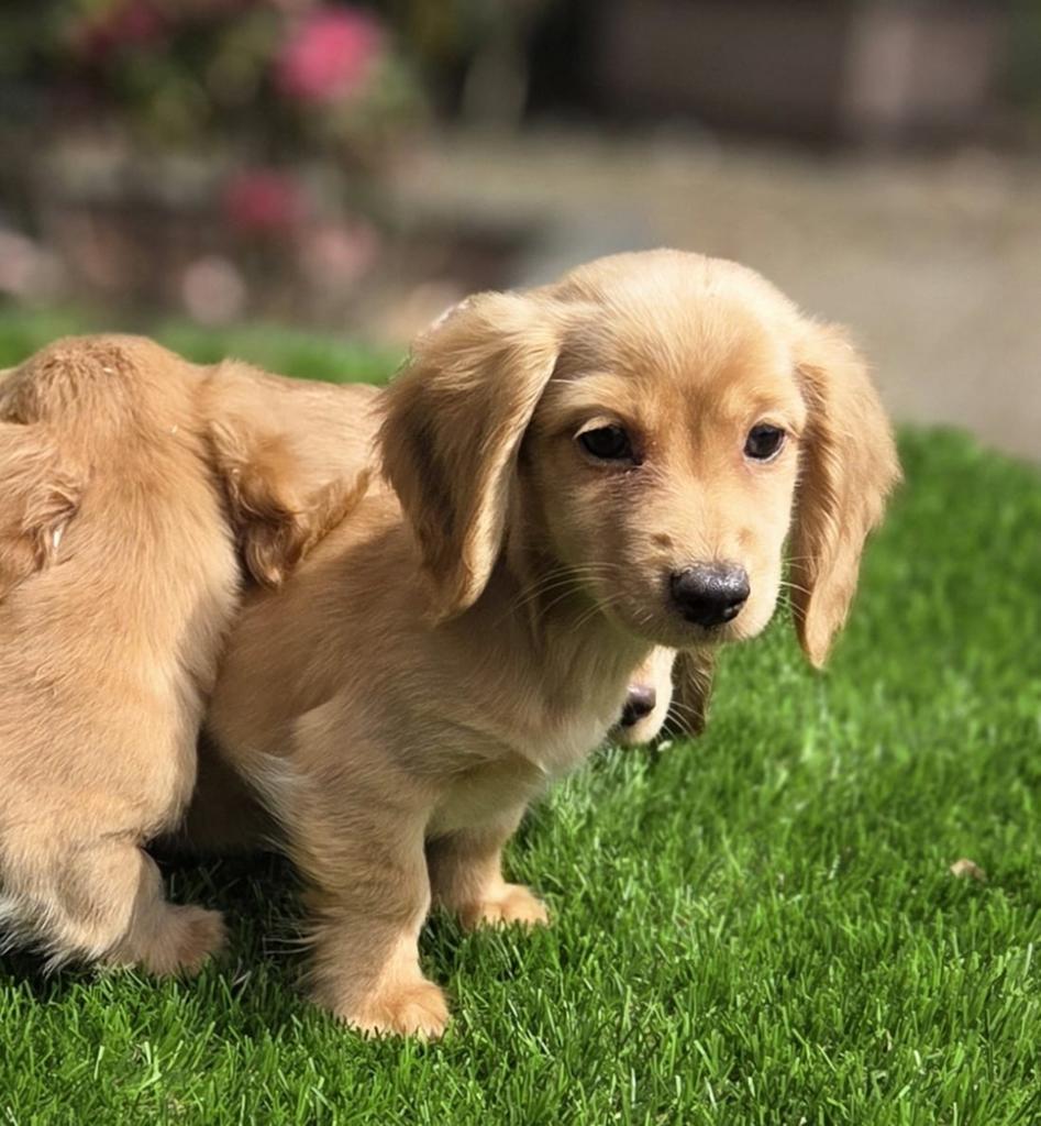 Te koop mooie Langharige dwergteckel pups (tekkel), Parvo, Nederland, 8 tot 15 weken, Dwerg