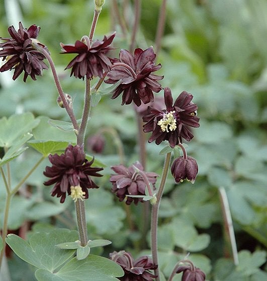 Akelei ‘Black Barlow’ - Zaden uit eigen gifvrije tuin, Ophalen of Verzenden, Najaar, Halfschaduw, Zaad