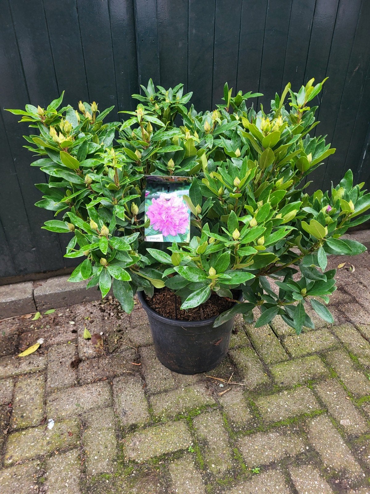 rhododendron xxl !! mooie grote volle planten, Ophalen of Verzenden, Minder dan 100 cm