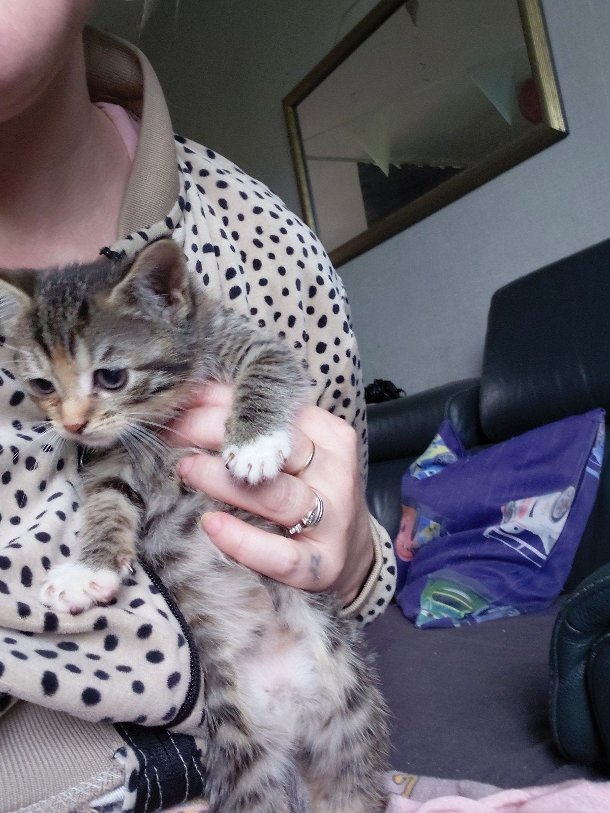 kittens, Meerdere dieren, Kortharig, 0 tot 2 jaar