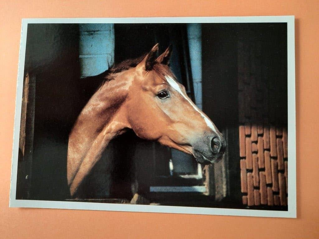 ansichtkaart kaart paard veulen, Verzamelen, Ophalen, 1980 tot heden, Ongelopen, Paard