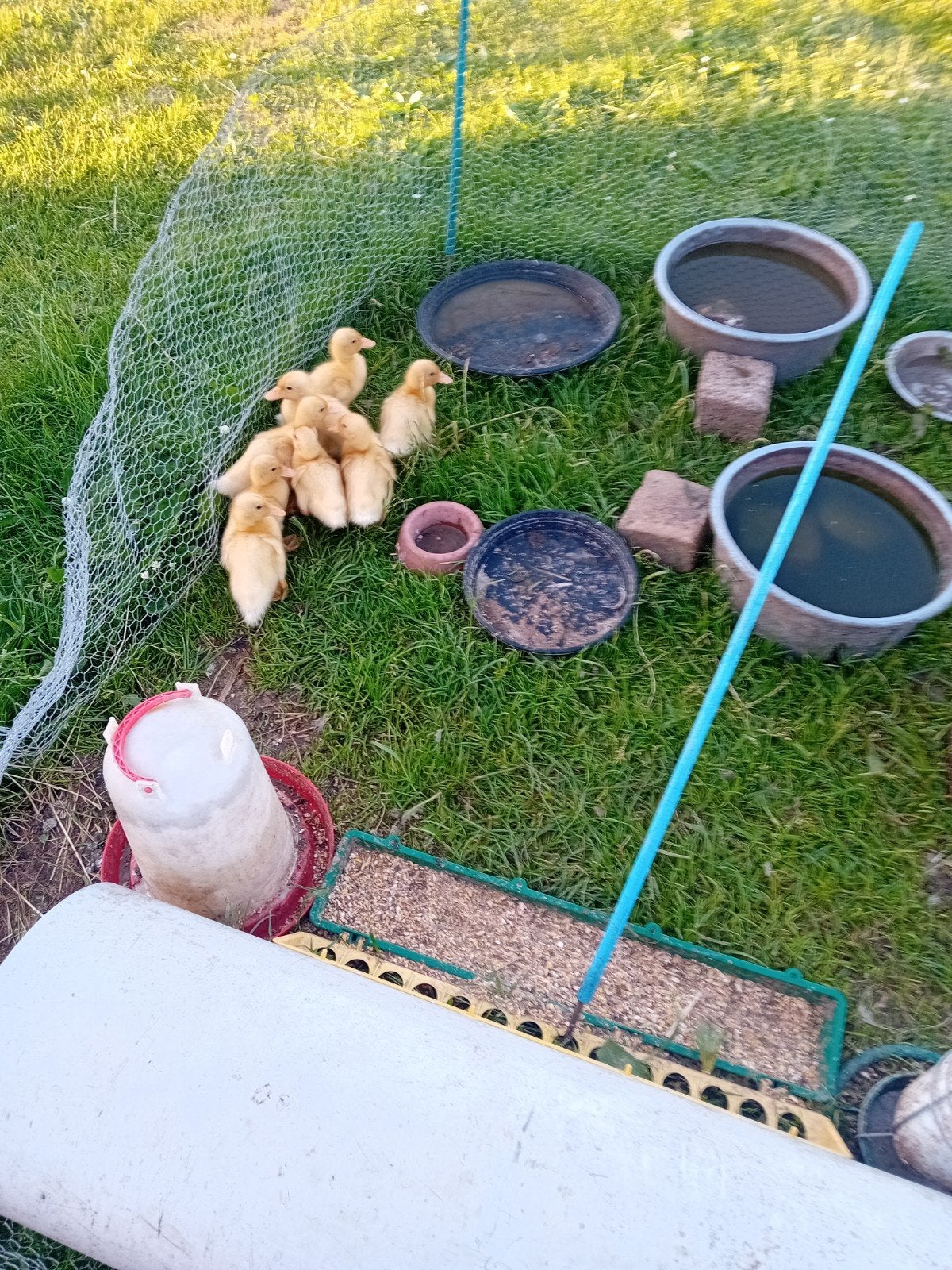 Kwakers, Dieren en Toebehoren, Geslacht onbekend, Eend