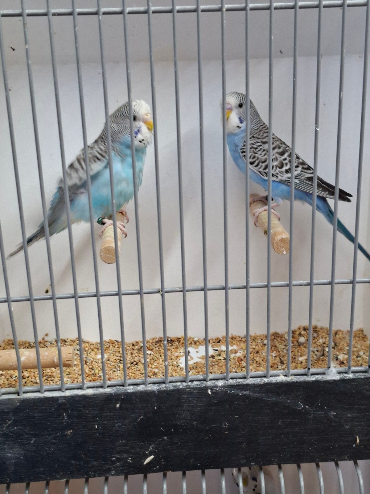 2 koppels split blackface grasparkieten Blauw, Dieren en Toebehoren, Vogels | Parkieten en Papegaaien, Meerdere dieren, Parkiet