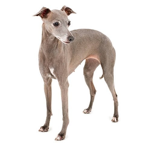 Liefdevol thuis gezocht voor onze Italiaanse Windhond, Dieren en Toebehoren, Overige rassen, 1 tot 2 jaar, Teef, Eén hond