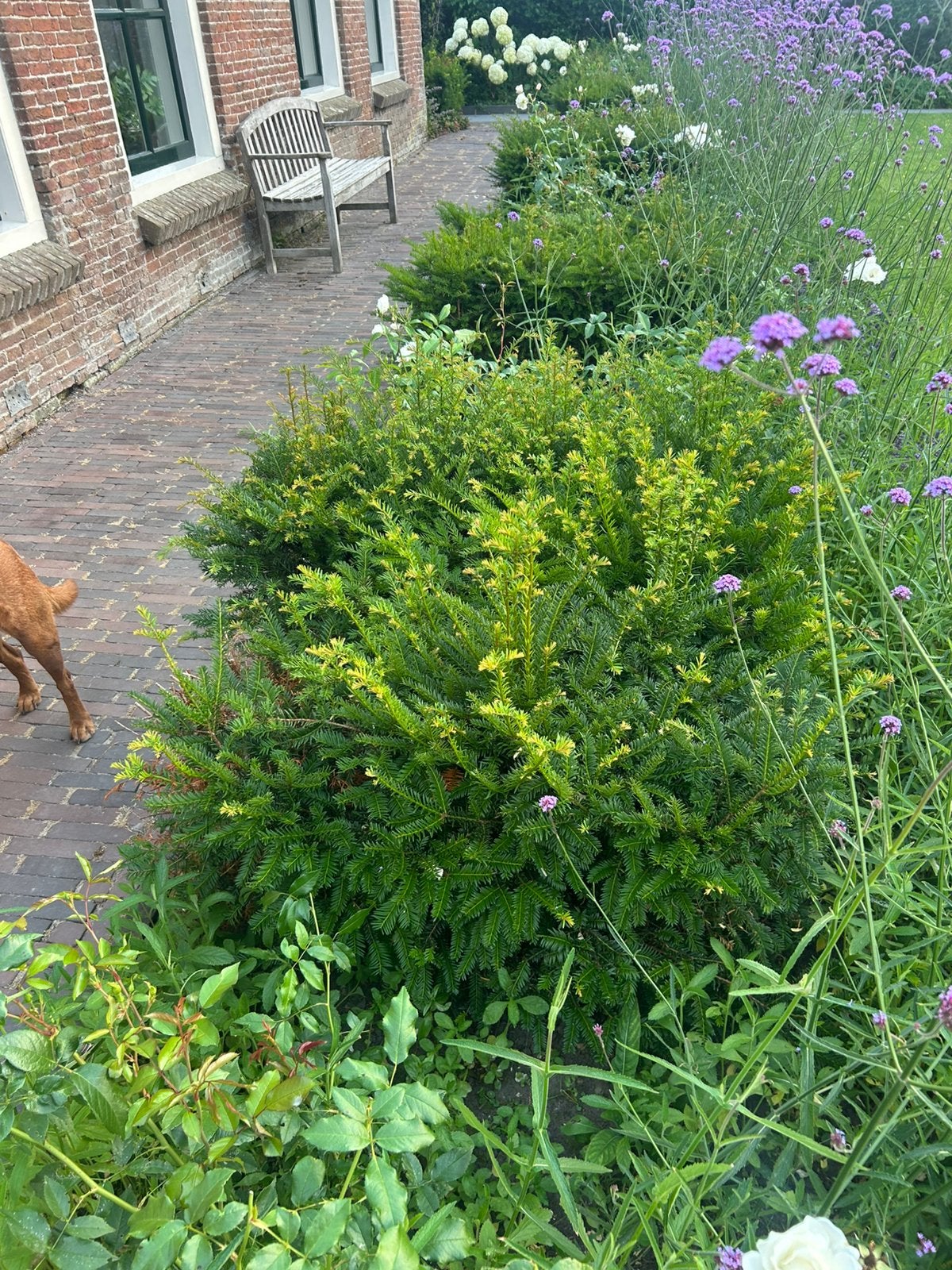 Gratis 150 taxus struikjes (Taxus Baccata), Ophalen, Taxus, Minder dan 100 cm