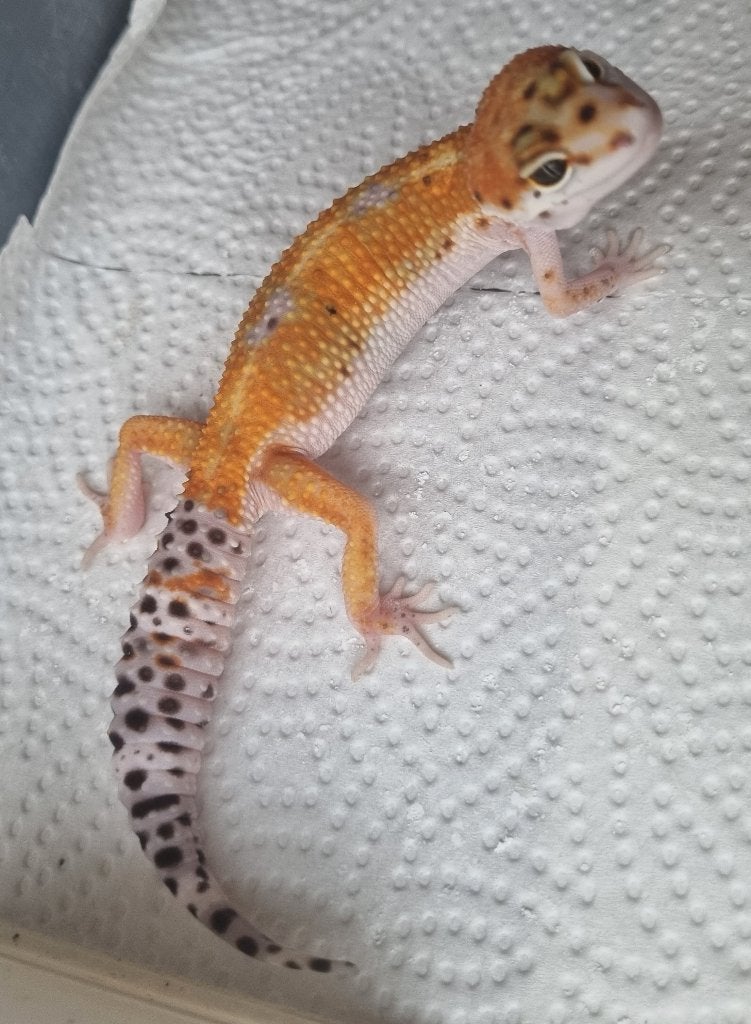 0.1 purple head x w&y bell albino luipaardgekko Leopard Gecko photo 3