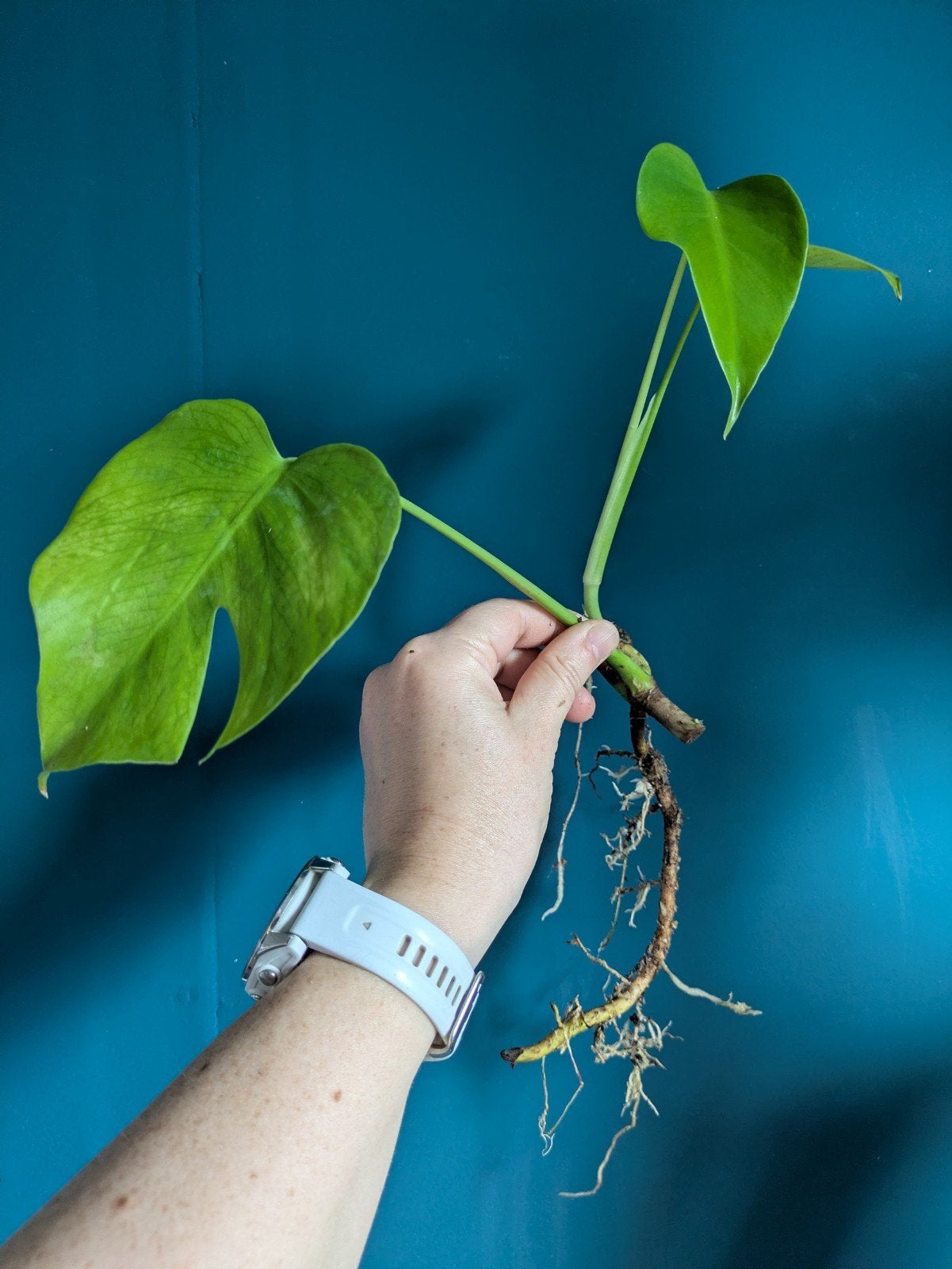 Monstera Sierrana kamerplant stek, Ophalen of Verzenden, Halfschaduw, Minder dan 100 cm