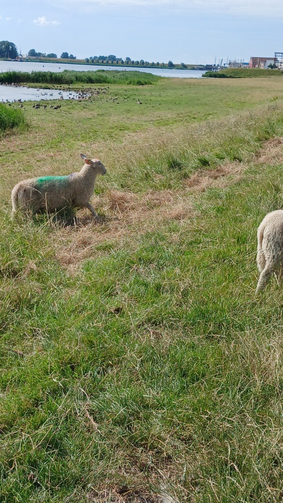 Border leicester, Dieren en Toebehoren, Meerdere dieren, Schaap