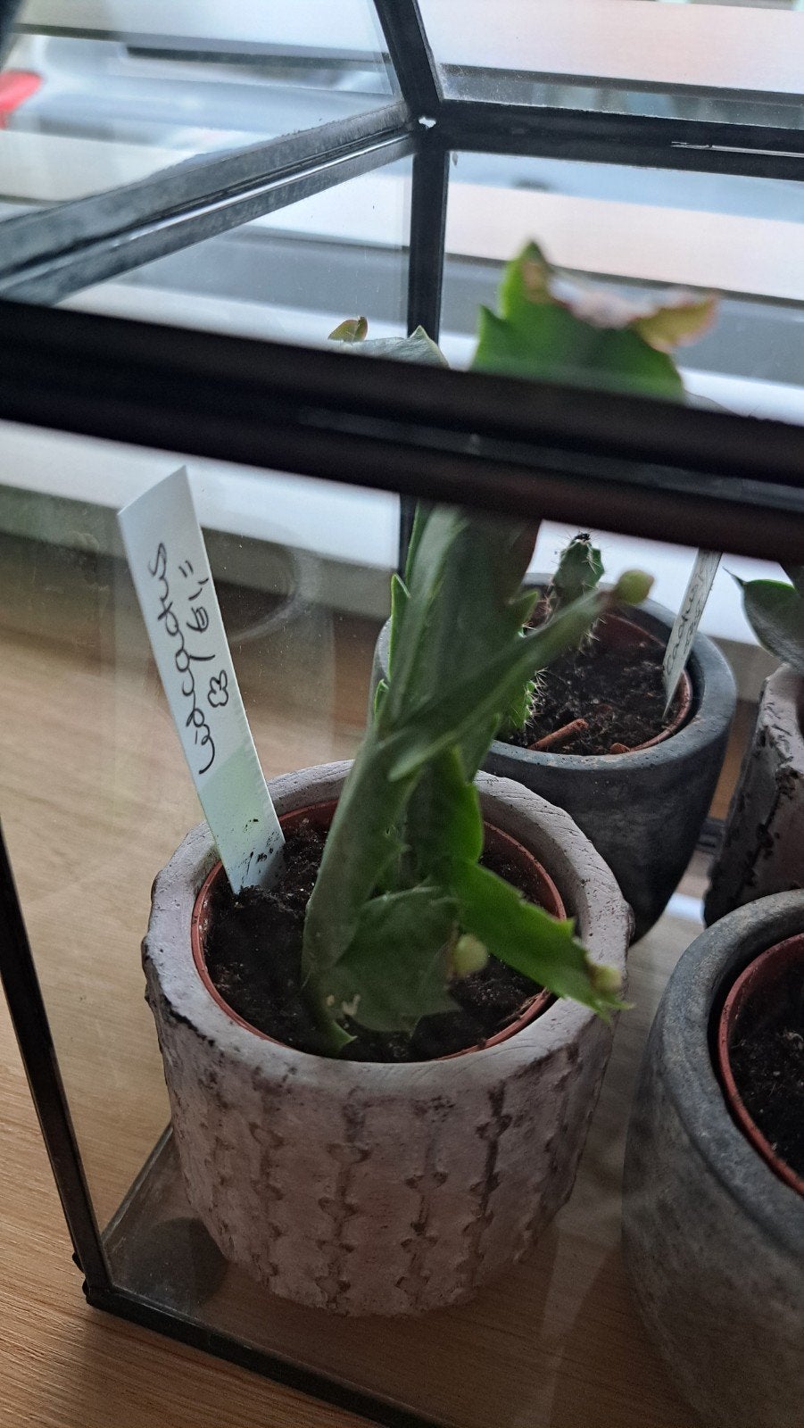 Lidcactus met knoppen, Huis en Inrichting, Ophalen of Verzenden, Halfschaduw, Minder dan 100 cm