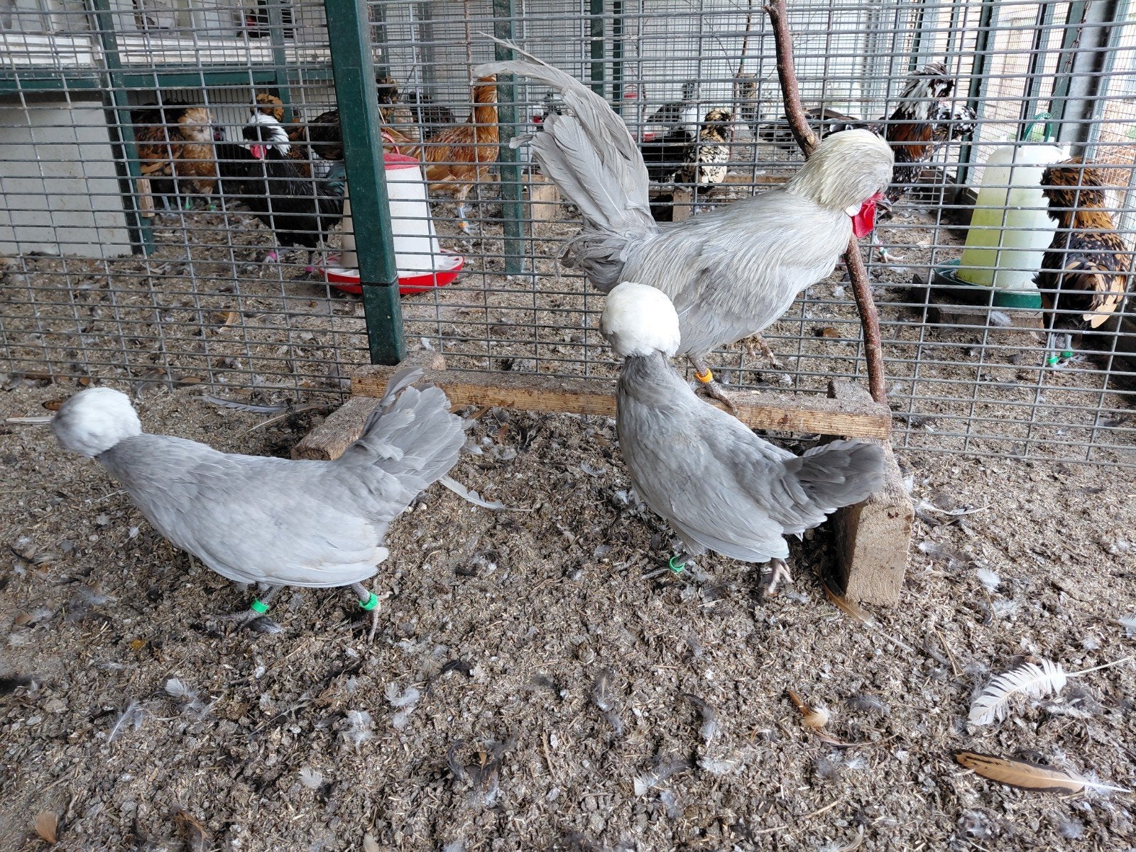 Broedeieren oud-Hollandse Kuifhoenkriel, Dieren en Toebehoren
