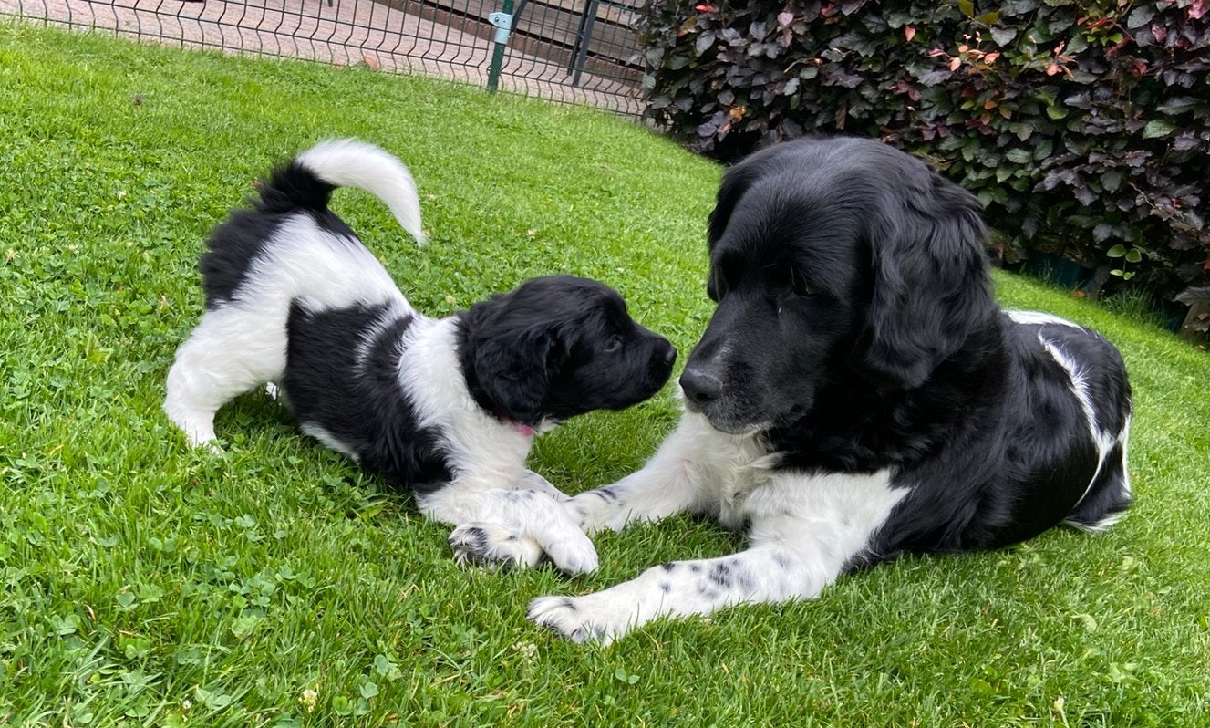 Friese Stabij  pup nog 1 teefje beschikbaar, Dieren en Toebehoren, Honden | Niet-rashonden, Parvo, 8 tot 15 weken, Teef, Eén hond