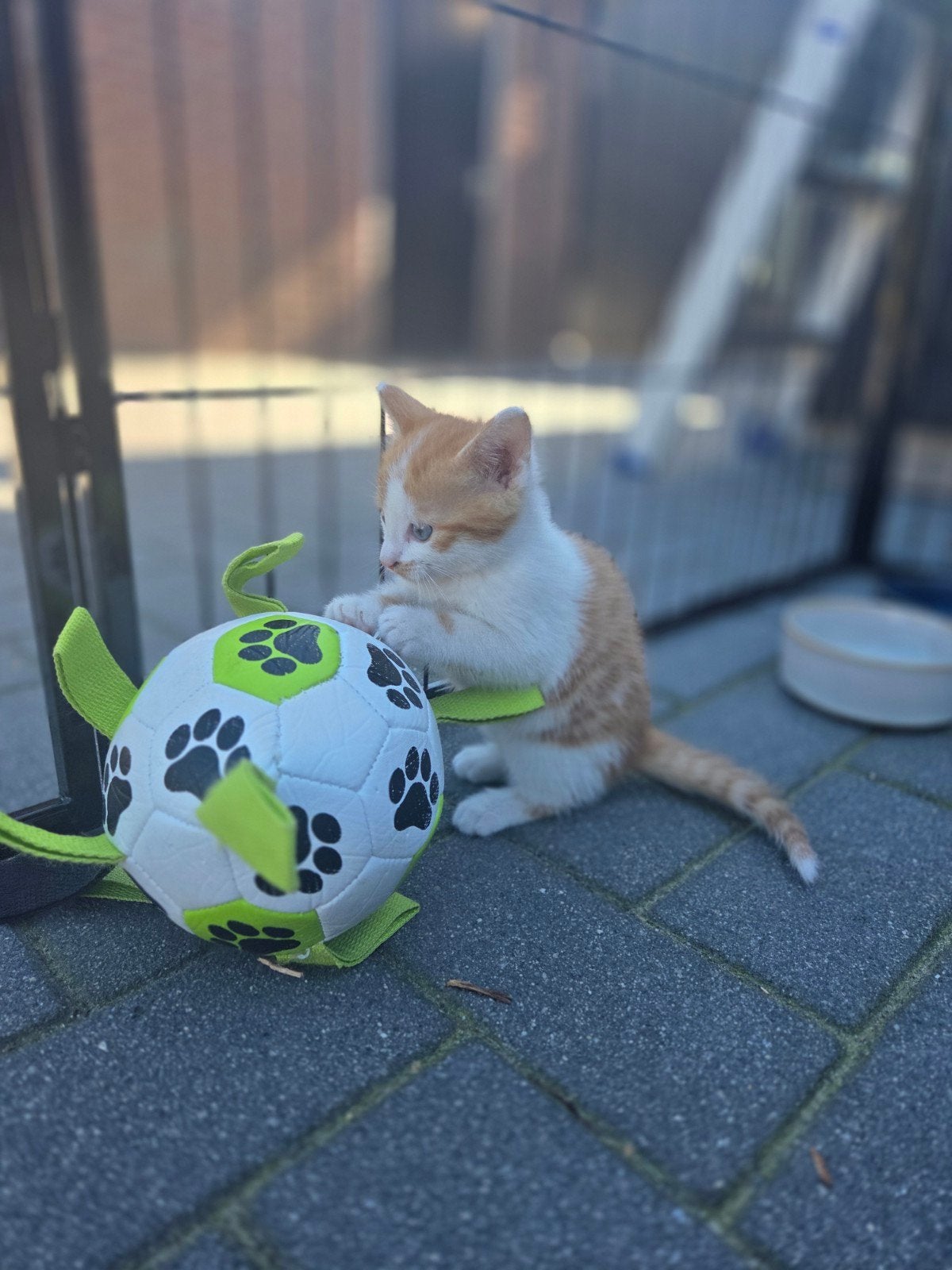 Kittens te koop [2 katers] - alleen zwarte nog beschikbaar, Dieren en Toebehoren, Kater, Kortharig, 0 tot 2 jaar