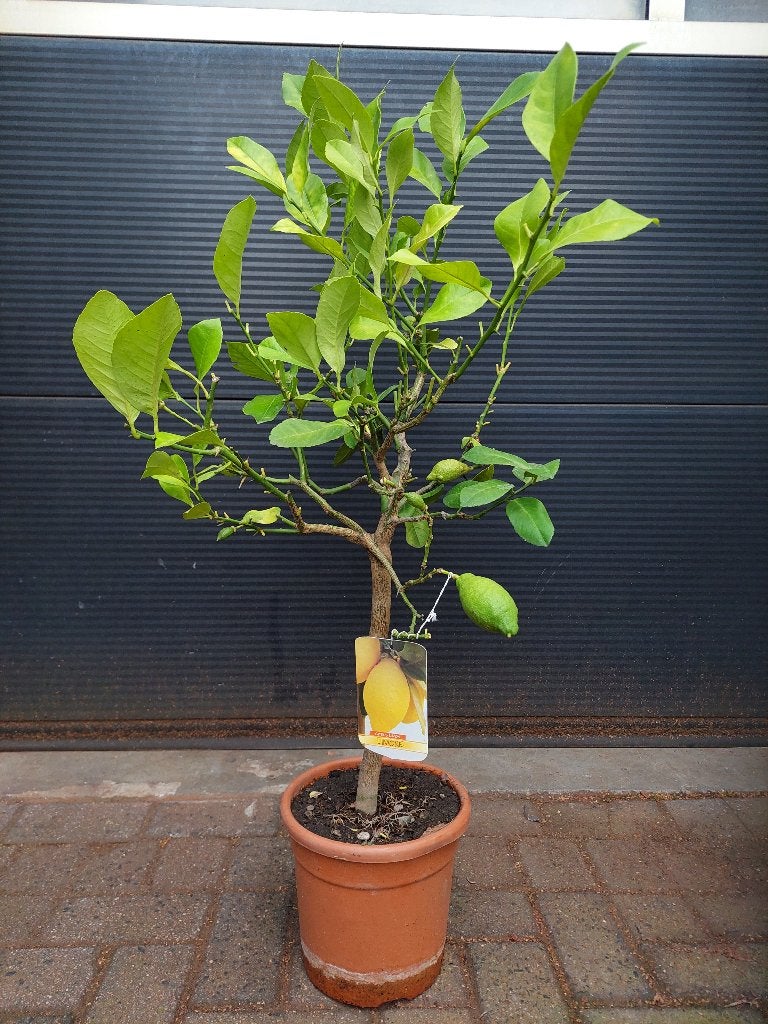 Citrus Lemon / Citrus Limon - Citroenboom H: 108 cm., Ophalen, Volle zon, Citroenboom, 100 tot 250 cm