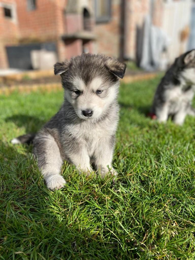 Alaskan malamutes, Dieren en Toebehoren, Honden | Poolhonden, Keeshonden en Oertypen, België, Particulier, 8 tot 15 weken, Poolhond