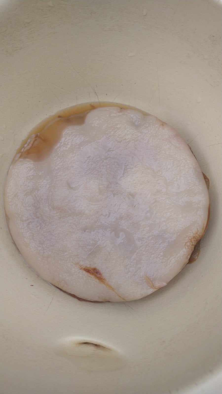 Kombucha skoby gratis, Diversen, Levensmiddelen, Ophalen