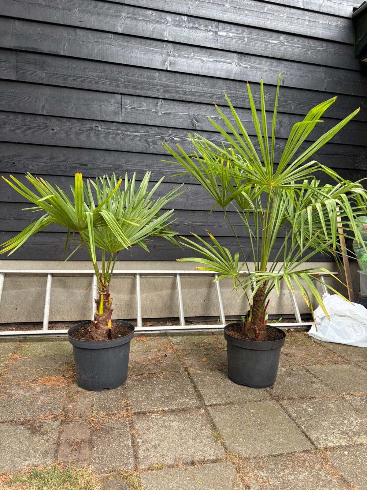 Trachycarpus Fortunei winterharde palmboom, Halfschaduw, Lente, 100 tot 250 cm, Palmboom