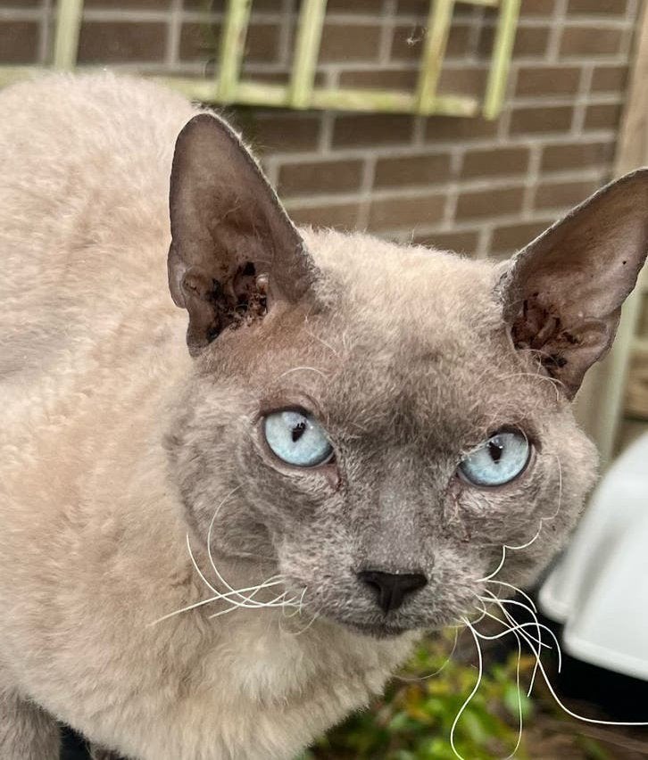 Lieve kater te koop devon rex Peterbald Sphynx, Dieren en Toebehoren, Kater