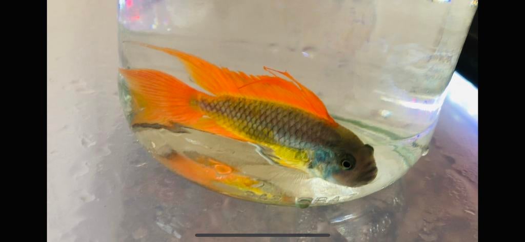 Apistogramma cacatuoides orange, Vis