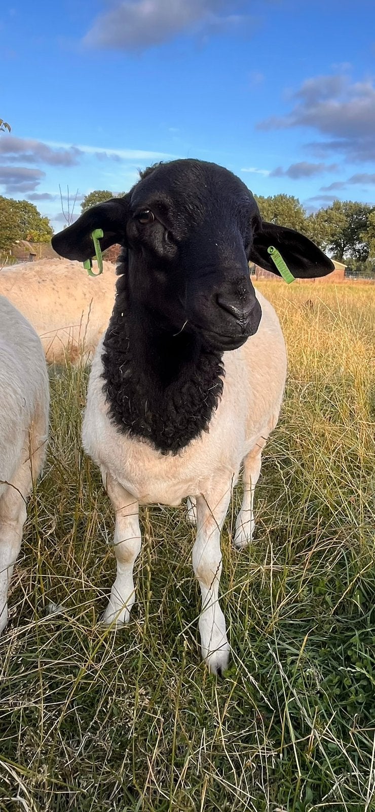 Raszuiver dorper ramlam, Dieren en Toebehoren, Schapen, Geiten en Varkens, Mannelijk, Schaap