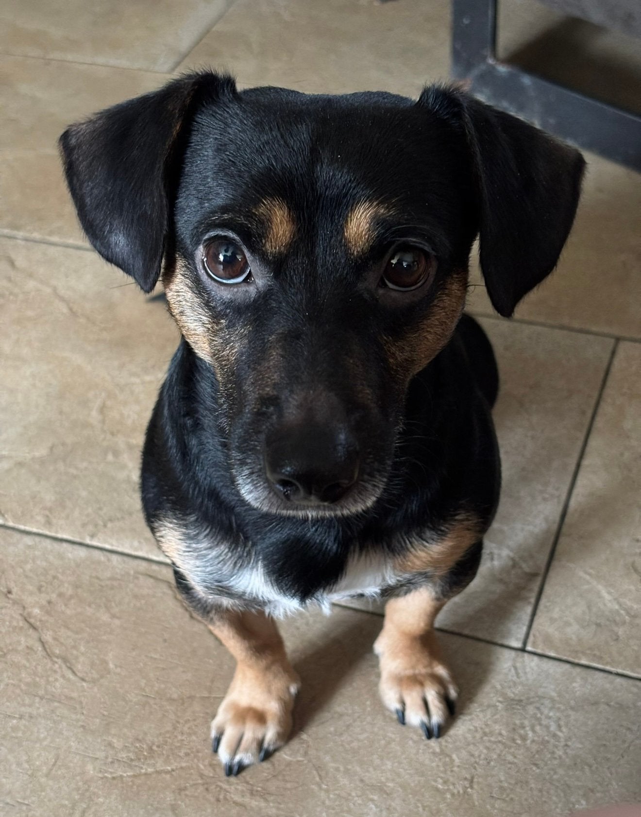 Jack Russell reu 5 jaar, Dieren en Toebehoren, Jack Russell Terriër, Reu, Eén hond, 3 tot 5 jaar