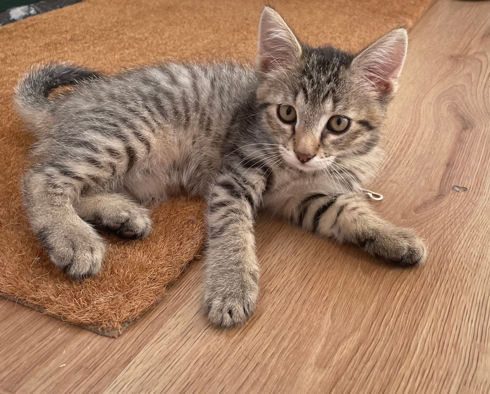 Mooie lieve cyper kittens 10 weken oud, Dieren en Toebehoren, Meerdere dieren, 0 tot 2 jaar