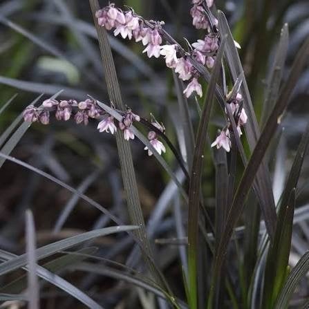 Zwarte siergras aangeboden (vaste plant) voor 1,-, Ophalen, Siergrassen, Volle zon