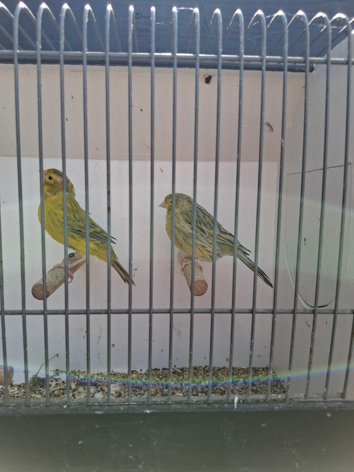 Koppel geel agaat, Dieren en Toebehoren, Vogels | Kanaries, Meerdere dieren, Kleurkanarie