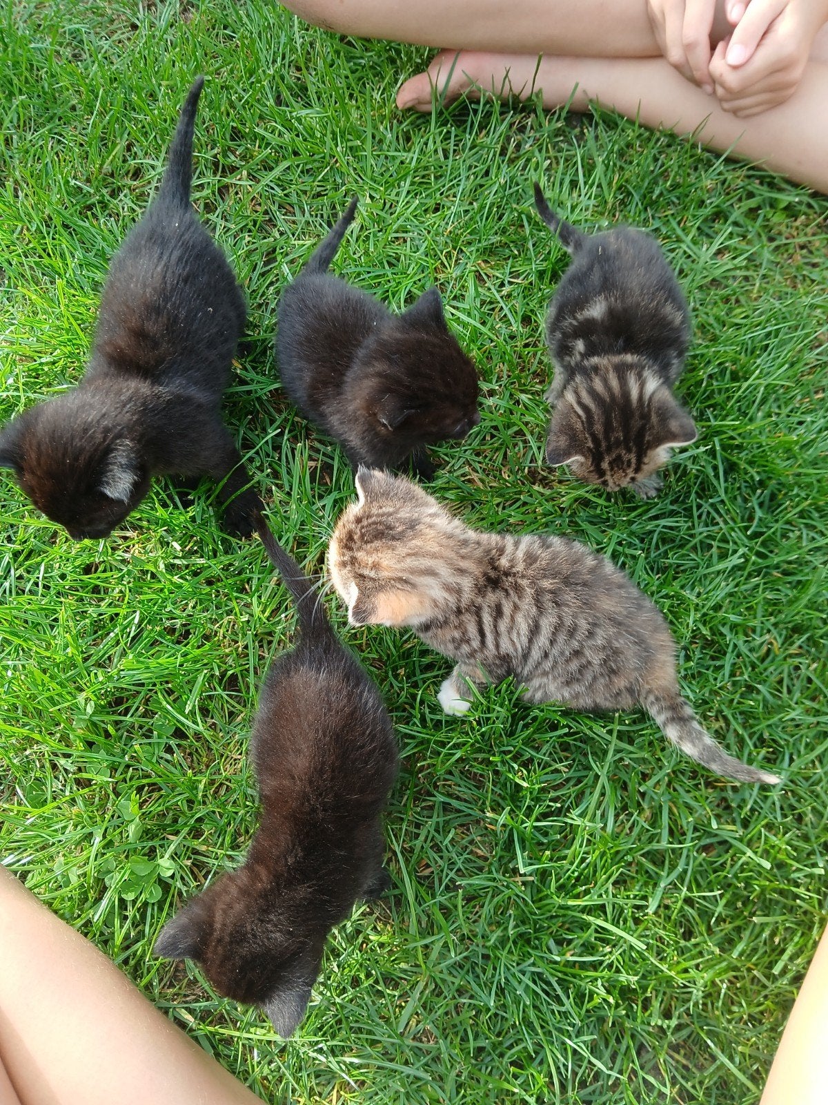 Kittens, Dieren en Toebehoren