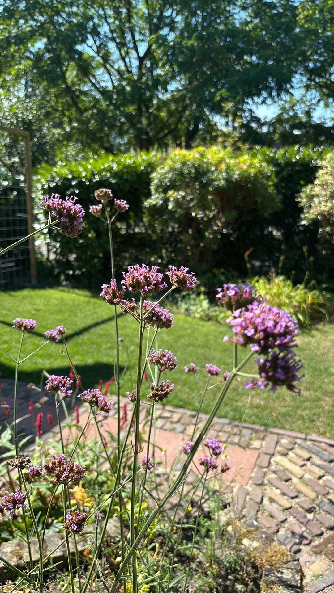 Ruilen, ijzerhard, Tuin en Terras, Planten | Tuinplanten, Ophalen, Overige soorten, Volle zon