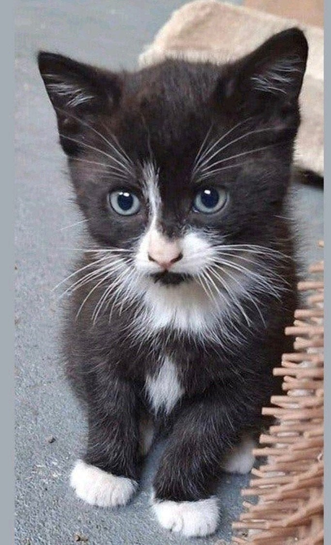 1 kitten te koop ❤️, Kater, 0 tot 2 jaar