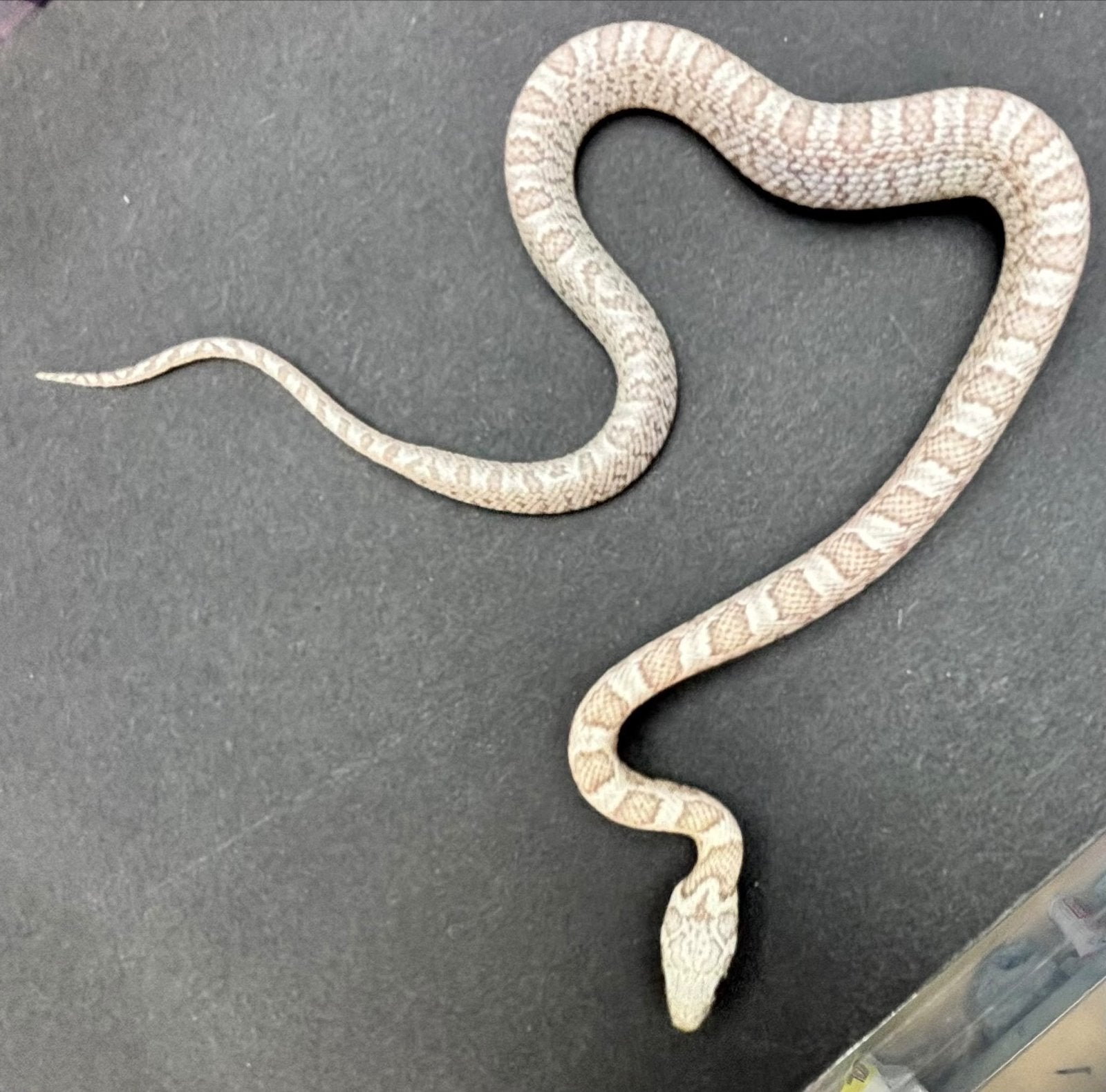 Div rattenslangen Rat Snake photo 3