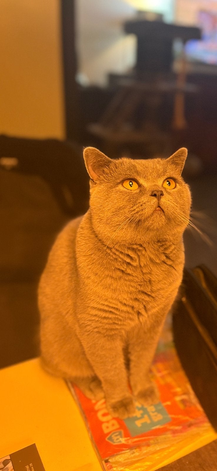 Britsekorthaar kater 1,5jaar, Dieren en Toebehoren, Kater, Kortharig, 0 tot 2 jaar