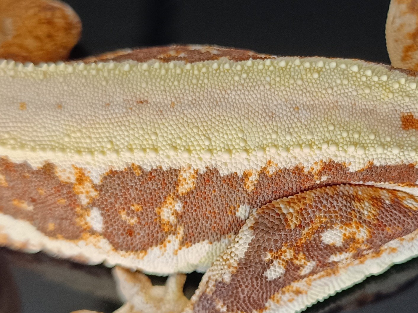 Wimpergekko vrouw red-base Lillywhite, Dieren en Toebehoren, Hagedis, 0 tot 2 jaar