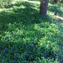 vinca minor maagdenpalm, vaste plant, bodembedekker, Tuin en Terras, Ophalen, Vaste plant, Bodembedekkers, Halfschaduw