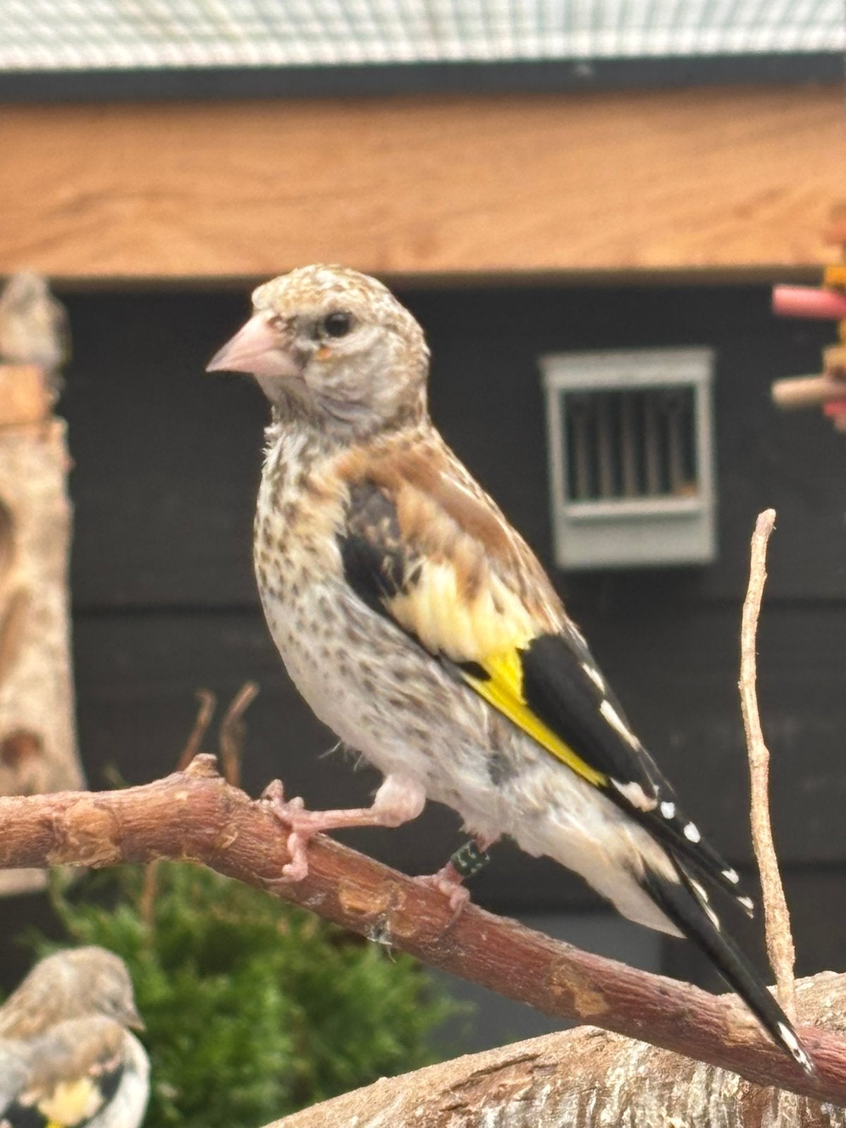 Major putters 2026, Meerdere dieren, Wildzangvogel, Geringd